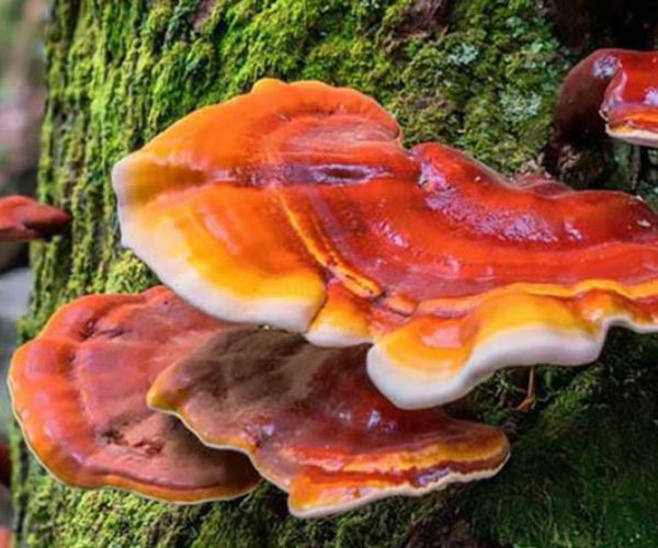 Reishi